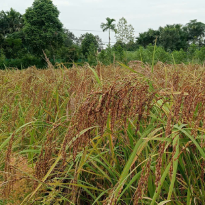 Alternative view of Gạo nếp Đìn Vằn - Đặc sản vùng Sơn Lương